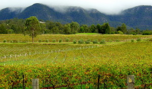 1024px-Australia_2003_Hunter_Valley_Vineyard